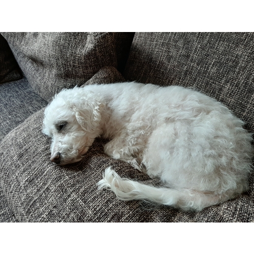 wanneer hond in laten slapen forum